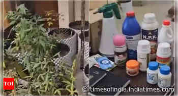 Greater Noida: Man arrested for cultivating 80 marijuana plants on balcony