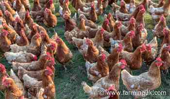 Defra heightens bird flu risk level following East Yorkshire case