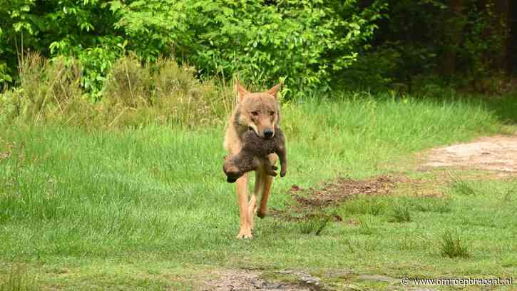 Om deze reden neemt het aantal wolvenaanvallen in Brabant af