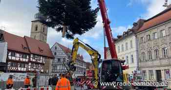 Neuer Weihnachtsbaum steht am Forchheimer Rathausplatz