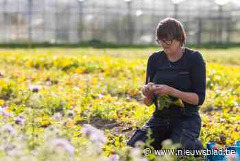 Maatwerkbedrijf De Wroeter sluit in april zelfoogsttuin in Sint-Lambrechts-Herk