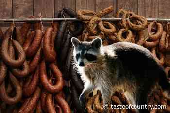 The Newest Food Craze Is ... Raccoon Sausage?