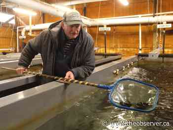 Long-time volunteer manager retiring from fish hatchery in Point Edward