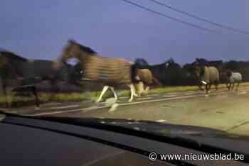 Tiental paarden loopt de Diestsesteenweg op