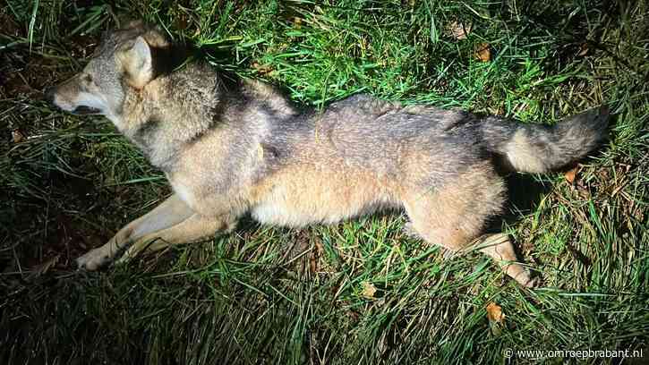 Wolf doodgereden op snelweg, automobilist gewond door klap