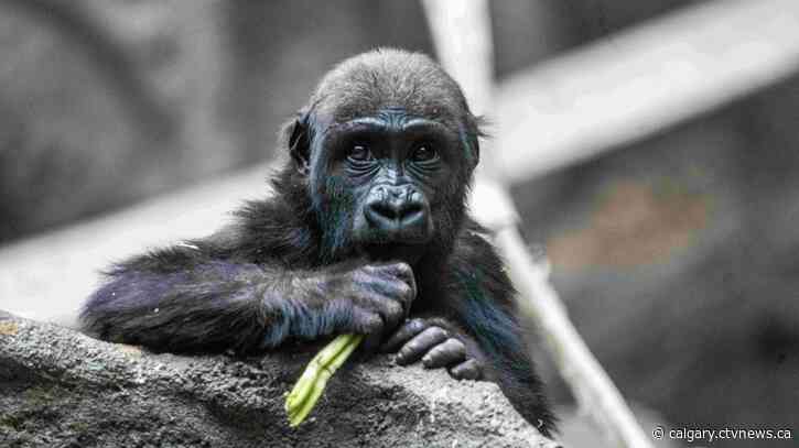 2-year-old gorilla 'Eyare' dies unexpectedly at Calgary Zoo