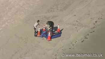 Horror as human head washes ashore on Florida beach