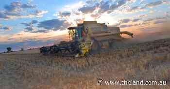 Wheat gradings a mixed bag this harvest | Grain Wrap