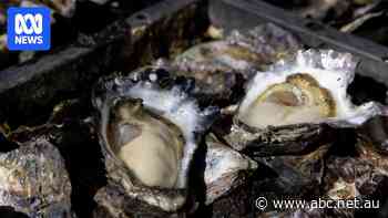 Thieves who stole up to 100,000 Sydney rock oysters could industry ties, police suspect