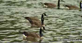 Avian flu: People, pets urged to keep clear of sick, dead birds as B.C. probes 1st human case