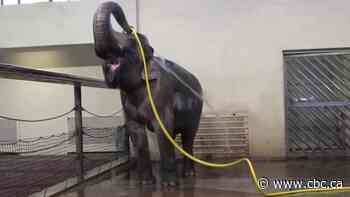 This elephant gives herself nice showers with a hose. But another elephant keeps ruining them