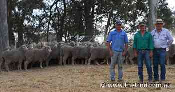 Impressive line of sheep claim top spot at Bookham ewe competition