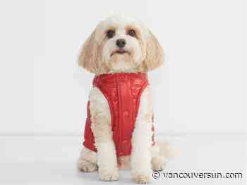 Aritzia just launched a puffer jacket … for dogs