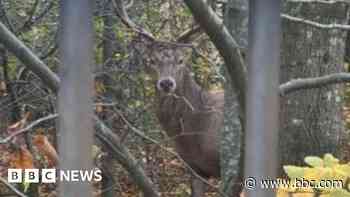 Stag shot dead by police in school grounds