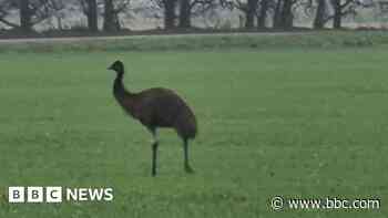 Mystery after emu spotted 'on the run' in village