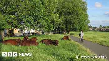 Uncertain future for Cambridge's urban cattle