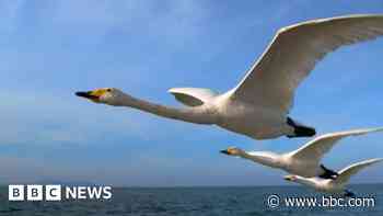 Eighteen swans found dead under power line