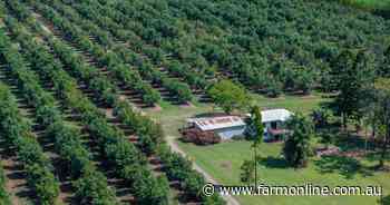 Farnsfield Avo's presented with 5326 well established avocado trees | Video