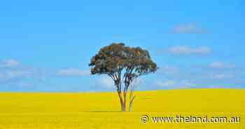 Global vegetable oil prices push local canola up $100/t