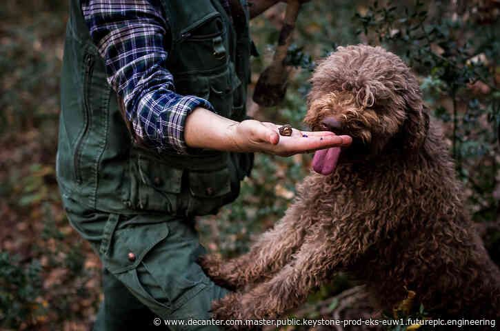 Istria unearthed: Treasured truffles