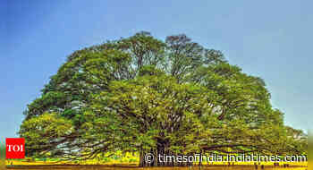 Which is the nation tree of India