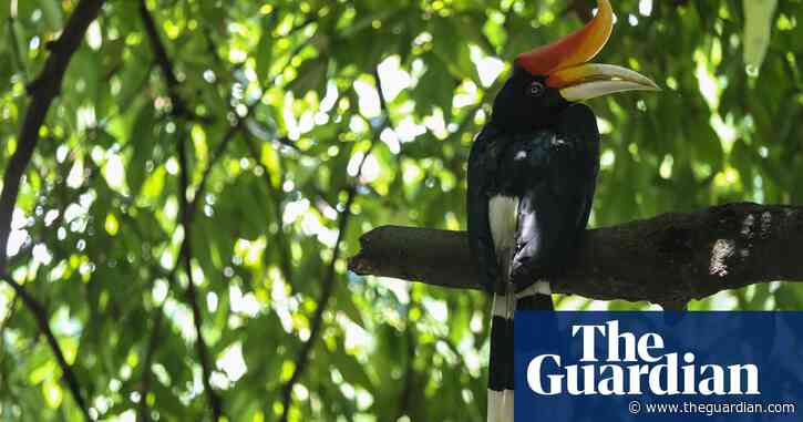 Birdwatch: a close encounter with a flying rhino in Borneo