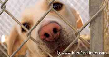 Herefordshire's strays kennel 'has dogs coming out its ears'