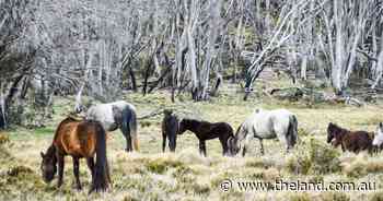 Inquiry finds aerial shooting of feral horses should continue