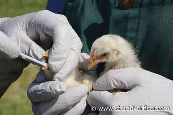 Health officials detect first bird flu case on Oahu