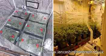 Police find 'sophisticated' cannabis grow set-up following raid