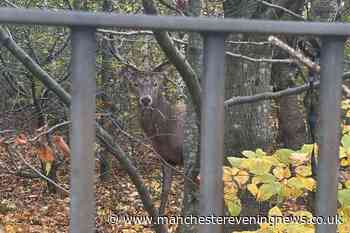 Police shoot dead stag outside primary school