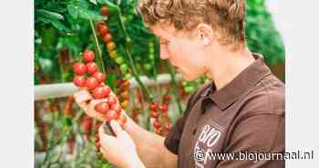 Einde seizoen Duitse bio-tomaten