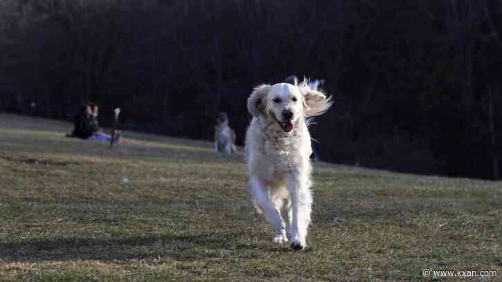 24th annual Mighty Texas Dog Walk set to happen at Camp Mabry on Saturday