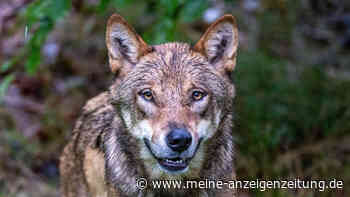 Wolf bei Braunschweig von Auto erfasst und getötet