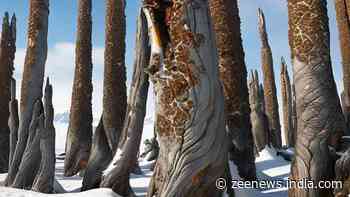 First Antarctic Amber Discovery Sheds Light On Existence Of Forests 90 Million Years Ago