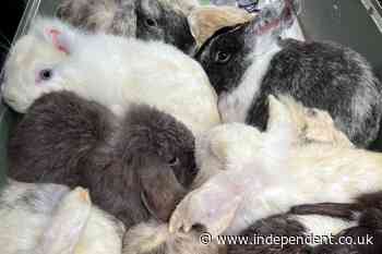 Dozens of abandoned rabbits found dead and dying in field