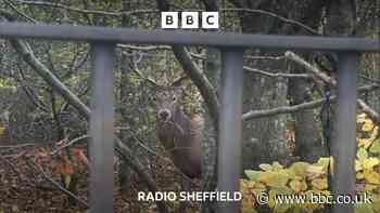 Parents' shock after stag shot at Sheffield school