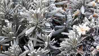 Was Sie tun müssen, damit Ihr Lavendel den Winter draußen überlebt