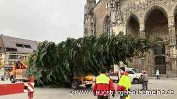 Weihnachtsbaum am Münster läutet Festzeit ein