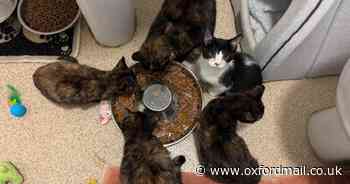 Community rallies for woman who saved abandoned Oxfordshire kittens