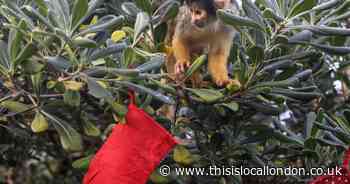 London Zoo to host Santa's Grotto and Christmas activities