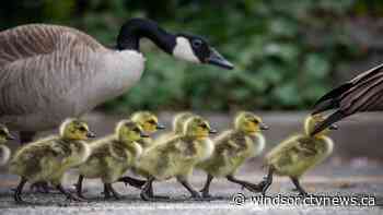 Michigan kills Canada geese as Windsor, Ont. weighs non-lethal solutions