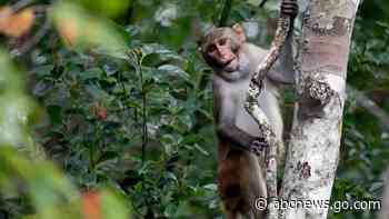 2 more escaped monkeys recaptured and enjoying peanut butter and jelly sandwiches in South Carolina