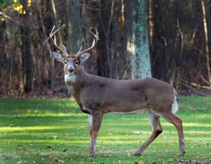 Pokagon among state parks set to close for deer management hunts