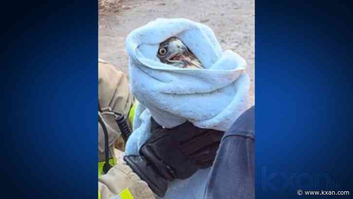 Injured hawk rescued by Austin firefighters, now recovering