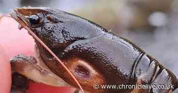 Investigation into native crayfish deaths continues as rescues take place in Northumberland