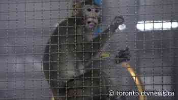 'Serious risks': Researchers join push against importing monkeys for drug testing