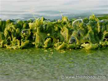 Algal bloom season finally over, NOAA says