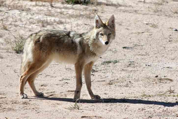 Why you might see coyotes in your neighborhood this winter?