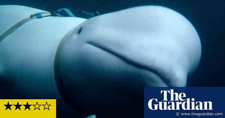 Secrets of the Spy Whale review – the bizarre tale of how Russia used a cetacean as a secret agent